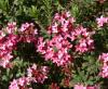 Show product details for Daphne cneorum Variegata